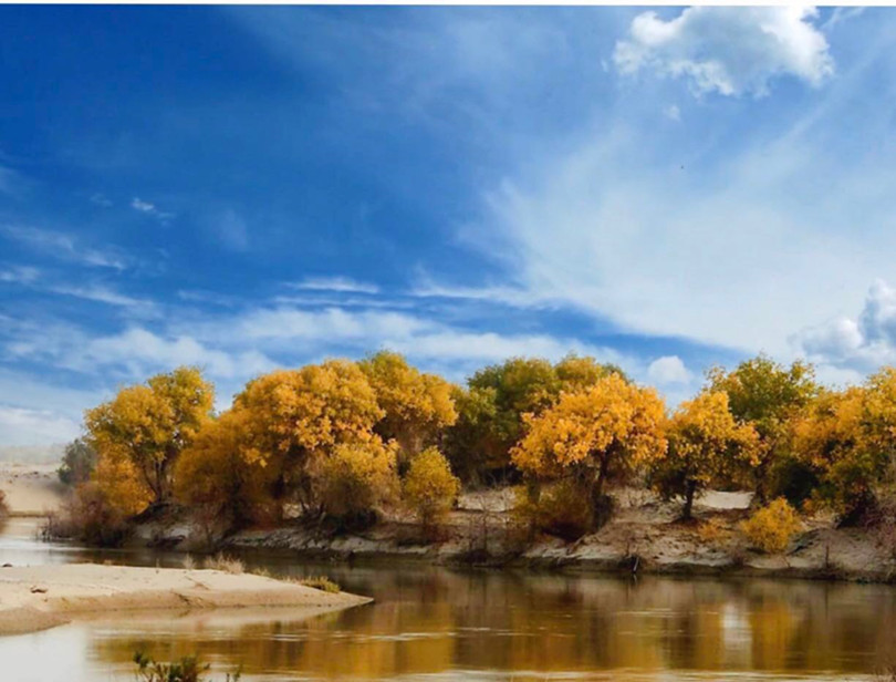 1604398355552822.jpg 圖為:美麗的塔里木河胡楊林景色_副本.jpg
